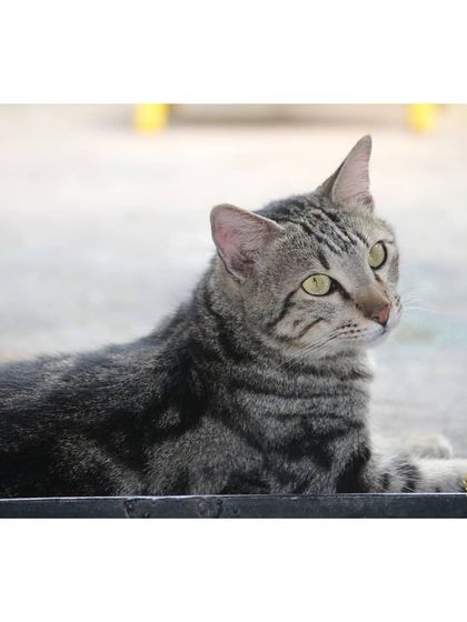 The Cat House - Cat Boarding Cozy Corners & Nap Time photo 8