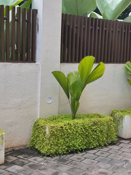 The creeping plants have beautifully covered these pots at Hotel Grand Serene, just as I envisioned. This is the result of patience and a maintenance plan that encourages natural, sprawling growth.