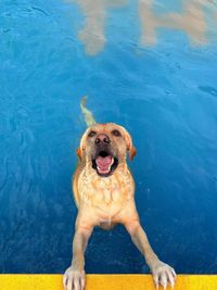 Dog Training & Activities