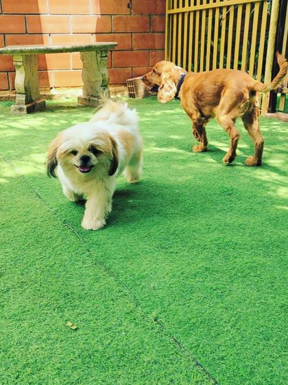 Becky's Bow Wow House - Dog Daycare Our Playground & Pack photo 26