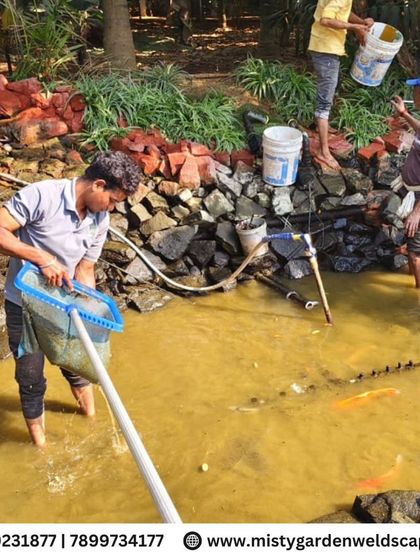 During a pond cleaning, we safely catch and move the fish to a temporary holding tank while we work on their environment. The health of the aquatic life is our top priority.
