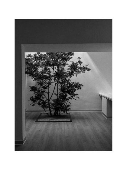 An internal courtyard brings a tree right into our office space, a constant reminder of my focus on integrating nature with architecture.