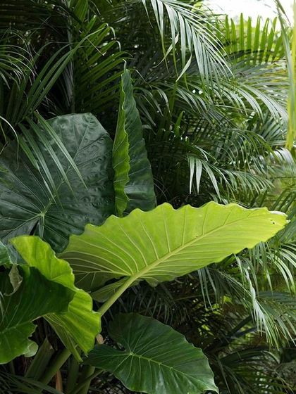 The vibrant green foliage of tropical plants. This image captures the lushness and variety of textures we use in our softscaping projects to create a dense, jungle-like feel that brings life to any space.