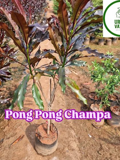 Another look at the Pong Pong Champa plant.
