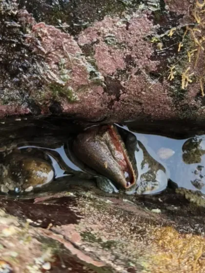 A cone snail, a beautiful but venomous predator of the sea. Our expert guides ensure that all observations are done from a safe distance.