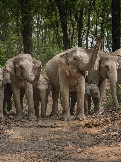An entire elephant herd walking as one. I composed this horizontally to include the whole family and their forest habitat. This wide perspective tells a story of unity, protection, and the rhythm of the wild.
