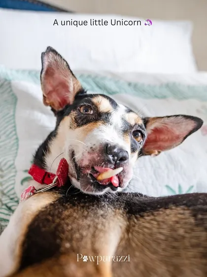 This is Choco, a true unicorn. A survivor with a heartbreaking past, her spirit is all love and trust. Capturing her story and the family that gave her a second chance is why I do what I do.
