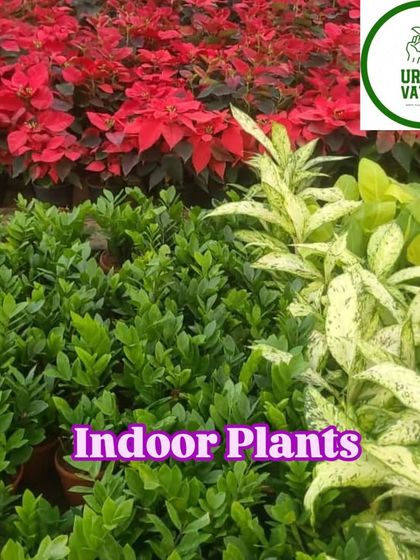 A mix of indoor plants including Poinsettia, ZZ plant, and Aglaonema.