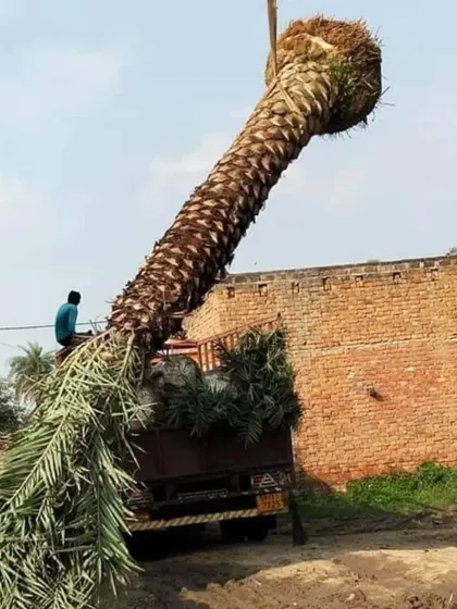 The process of carefully loading a large date palm onto a truck for transportation. We handle the logistics for delivering and planting large trees safely.