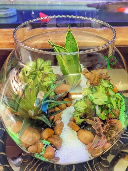 This "Jungle in a bowl" is one of my signature creations. It’s a perfect gift for any plant lover, combining different textures and types of plants to create a miniature landscape in a glass bowl.