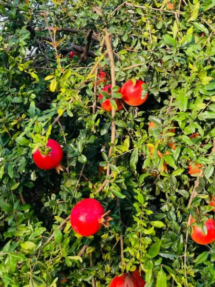 A healthy pomegranate tree full of fruit.