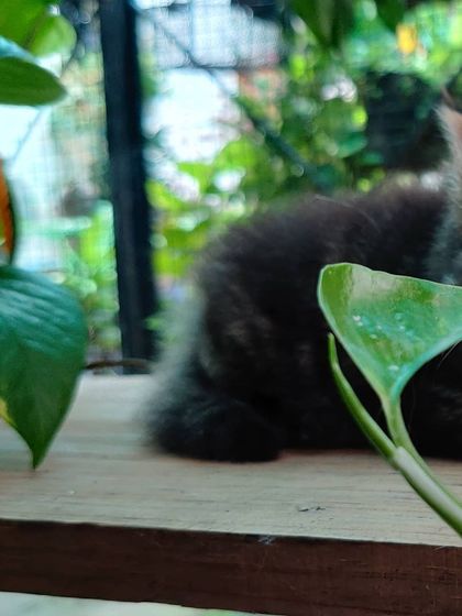 The Cat House - Kittens for Sale A Rainbow of Kittens photo 7