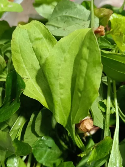 A mix of foraged wild greens. The availability of these greens is unpredictable, making them a special treat for authentic dishes.