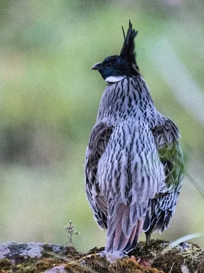 The intricate patterns of the Koklass Pheasant's feathers are visible in this rear-view shot. This shy bird often forages on the forest floor, making it a challenging but rewarding subject.