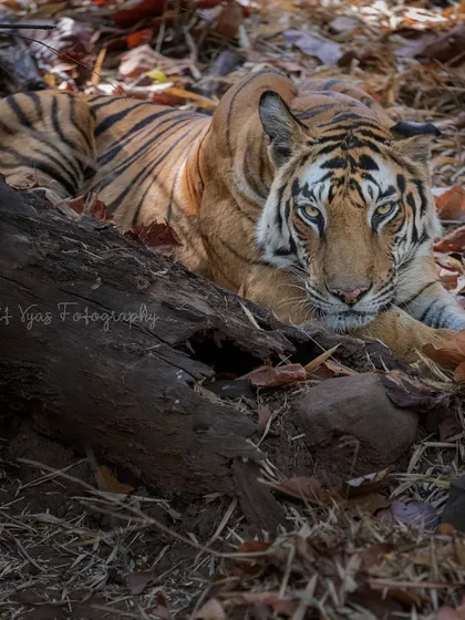 The Queen of Bandhavgarh resting amidst the dry leaves. The lighting and her direct gaze make this a powerful portrait, showcasing the raw beauty of the tigers in this park.
