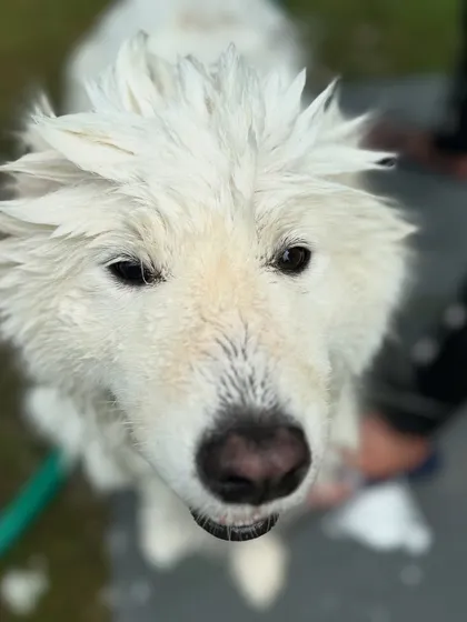 For dogs who aren't comfortable with an indoor tub, I'm happy to switch to an outdoor hose-up. This handsome boy is getting a refreshing wash in the open air, showing how I adapt my pet hygiene services to each dog's comfort level.