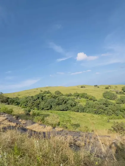A view of the grasslands and Shola forests under a clear blue sky.