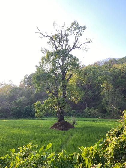 When I say Malnad is heaven, this is what I mean. These are scenes from my family's home, a place of incredible natural beauty that constantly inspires my work and my connection to the earth.