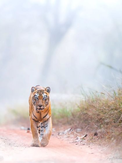 Tigers of India's Jungles photo 41