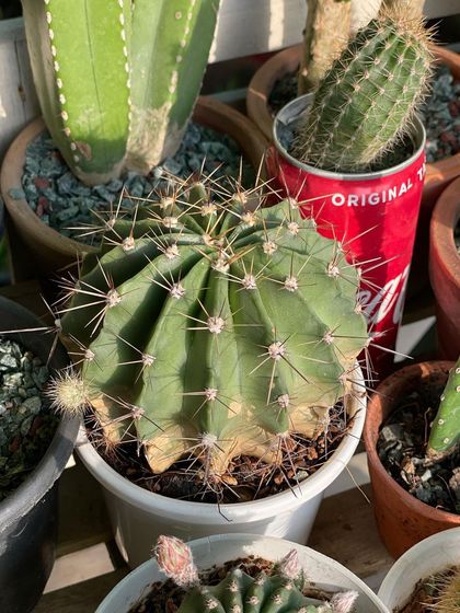 This is a beautiful barrel-type cactus from my collection. Notice the healthy green colour and strong spines, which are signs of a happy plant getting plenty of sunlight.