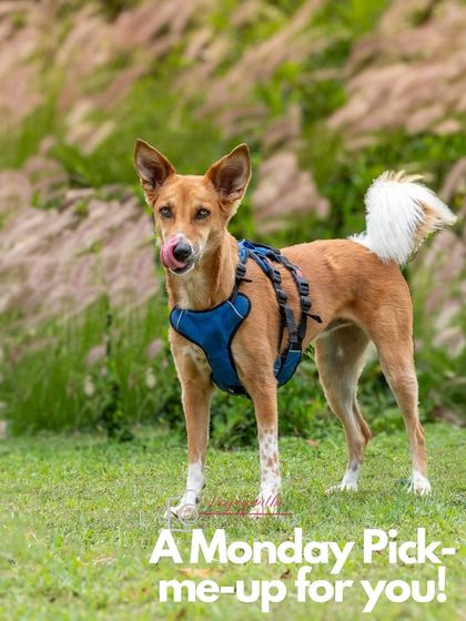 Coco the indie dog, looking majestic and alert in a field of tall grass. A beautiful portrait that highlights her striking features.