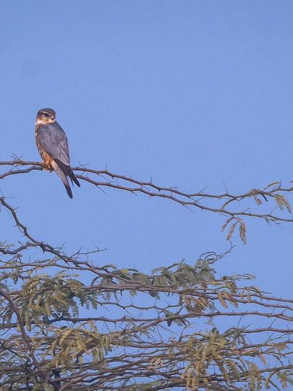 After searching since October, we finally spotted this stunning male Merlin in January, a lifer for one of our team members.