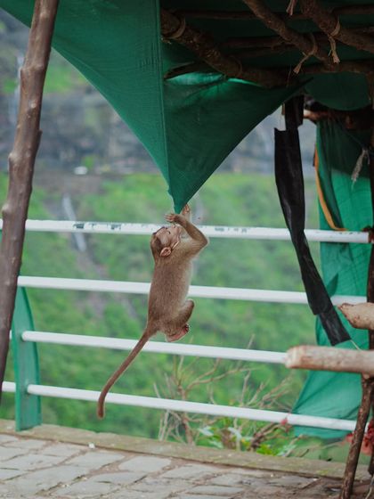 Monsoon Escapes photo 12