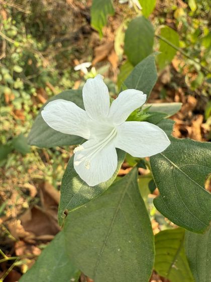 The beautiful, pure white flower of the Barleria cristata var. albida. This tall, sun-loving shrub is planted for its striking ornamental presence in our native gardens.