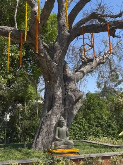 Even the small details matter. We decorated this serene Buddha statue with marigold garlands to tie it into the overall Haldi theme.