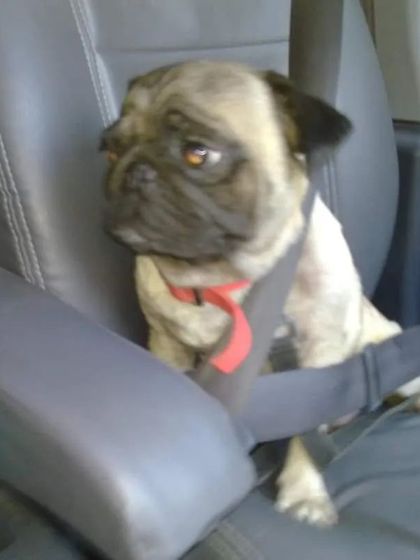 Safety first! This little pug is securely buckled up for his ride. I use pet-safe harnesses and seat belts to ensure every passenger is protected.