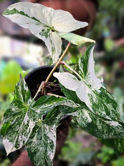 Rare & Collector's Plants photo 33