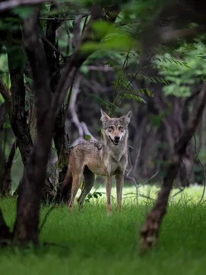 An Indian Grey Wolf stands alert in the scrub forests of Bhigwan. These elusive predators are a crucial part of the ecosystem but are endangered due to habitat loss and conflict.