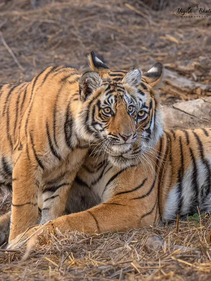 The Third Eye. A creative portrait where a mother tiger peeks out from behind her cub. Timing was everything to capture this unique alignment and the direct gaze of the cub.