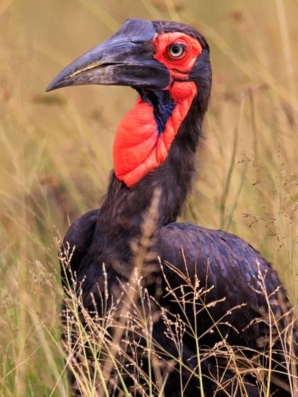 A close-up portrait of a Southern Ground Hornbill from Kenya. The vivid red facial skin, long eyelashes, and formidable beak are characteristic features of this large, terrestrial hornbill.
