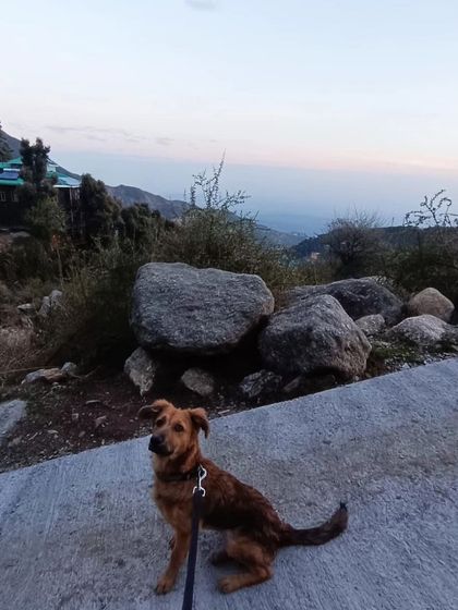 Zoella Dog Training - Behavior Modification Our Graduates: Client Success Stories photo 15