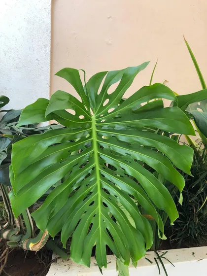 A perfect, glossy Monstera leaf from one of our maintained gardens. The health and vibrancy of the plants under our care is a point of pride for our entire team.