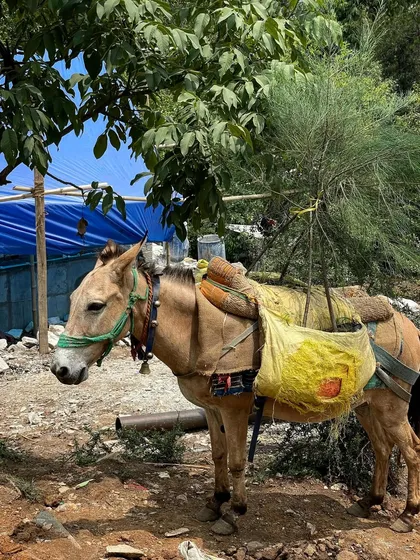 Plants for the landscape arrive at our Prana site, carried by a team of mules. The logistics of building in the Himalayas require careful planning and a reliance on local knowledge and transport methods.