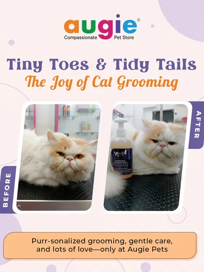 Yes, we love grooming cats too! This beautiful Persian cat got the full pamper treatment. We used gentle techniques and Yuup! professional products to get their coat looking clean, healthy, and absolutely fabulous.