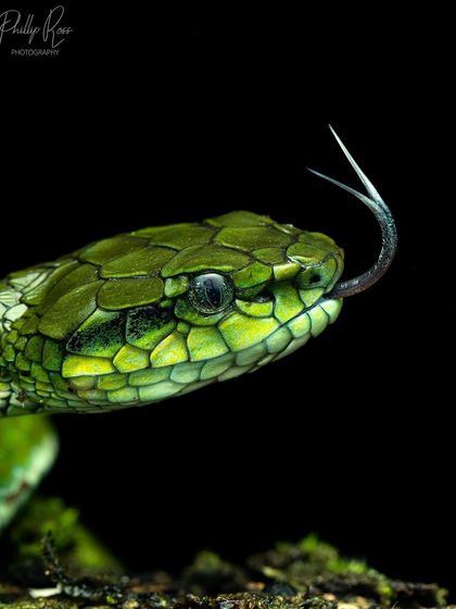 A close up portrait of the Large scale Pit Viper, my new favorite pit viper, showcasing its vibrant green scales.