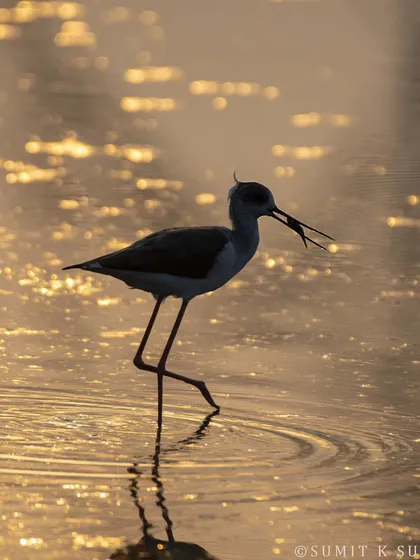 A Black-winged Stilt in the golden light of early morning, having just caught a fish. A perfect example of the early bird getting the worm.