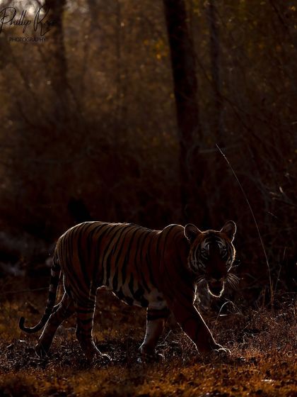 A tiger caught in a sliver of light, creating a beautiful rim lit effect. I encourage my students to see all light as an opportunity and to experiment with creative techniques like this.