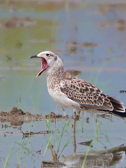 A Pallas's Gull in a muddy wetland, calling out. This image captures the raw, untamed environment these birds inhabit.