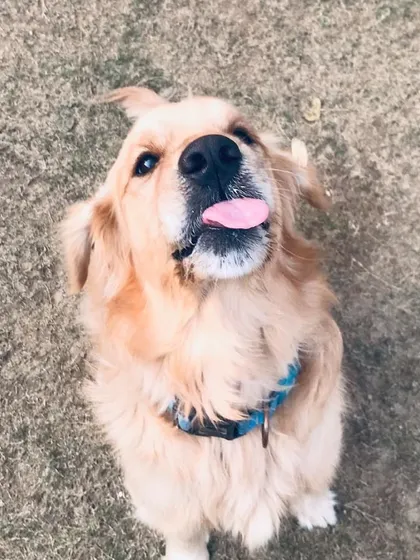 Our Chief Cuddle Officer, Joey the Golden Retriever, showing off his impressive tongue out Tuesday form.
