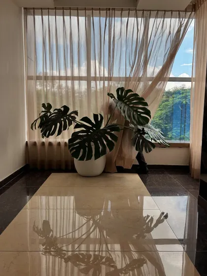 A healthy Monstera plant stands in a hotel corridor, its reflection gleaming on the polished floor. This is a perfect example of how indoor plants can interact with their environment to create stunning visual effects.