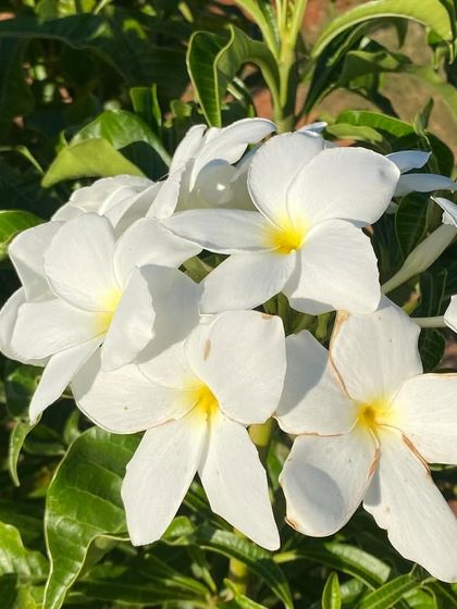 A cluster of white frangipani flowers, known for their beautiful fragrance. The sights and smells of our gardens are an essential part of the sensory experience at the retreat.