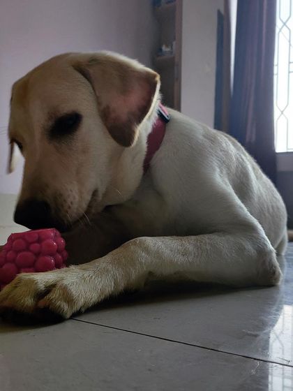 We Care Pet Creche - Home Dog Boarding Playtime & Fun photo 18