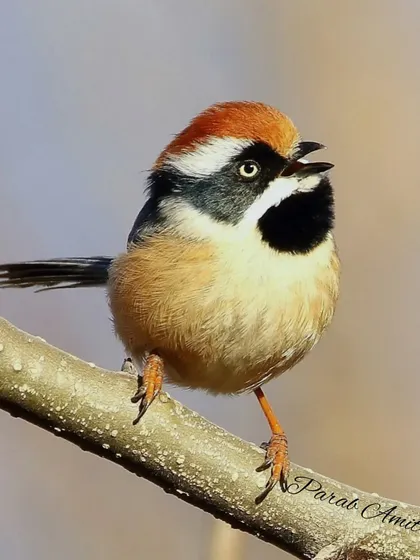 The Black-throated Bushtit is a tiny, energetic bird with a striking facial pattern. This one is calling out, a moment of expression that gives the image life. These birds are a joy to watch as they move in active flocks.