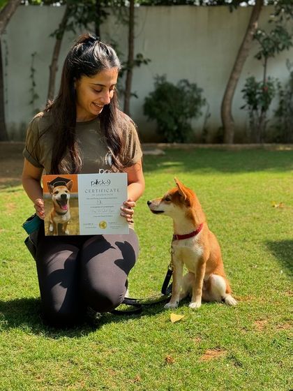 Presenting a graduation certificate to a proud Shiba Inu graduate. Look at that proud little face!