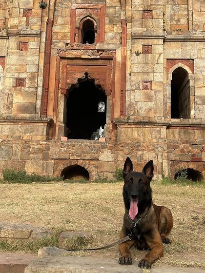 This is Jax, my goofy and energetic Belgian Malinois, taking a break during one of our outdoor adventures. His drive and intelligence constantly challenge me to be a better, more creative trainer.