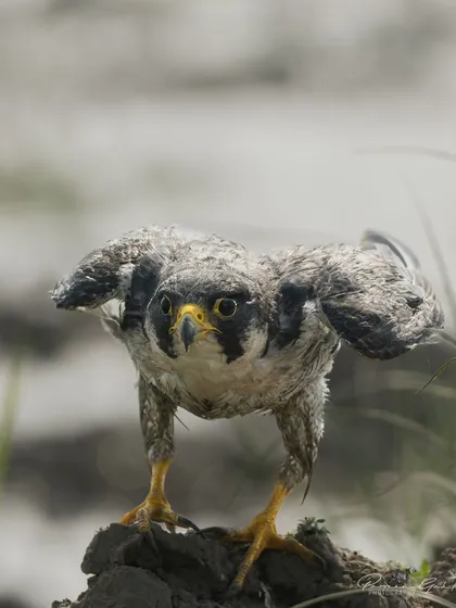 The Peregrine Falcon, the fastest animal on Earth, captured in a rare moment of stillness after a bath. Its fierce expression and powerful stance show the intensity of this incredible bird of prey.
